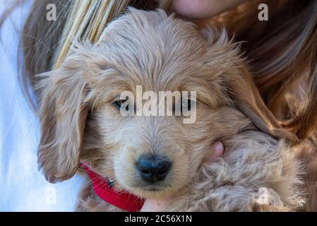 Un Mini Goldendoodle di 8 settimane (una miscela di Golden Retriever e Miniature Poodle) può essere trasportato dal suo proprietario. Foto Stock