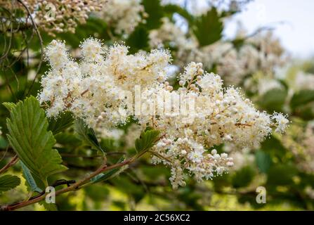 Closeup di cremoso bianco delicato Creambush, HOLODISCUS scolorito, fiore e foglie verdi su ramo. Foglie e fiori sfocati sullo sfondo. Foto Stock