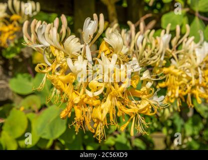 Primo piano gruppo di fiori gialli e bianchi di Honeysuckle, Lonicera etrusca 'Michael rosse' in pieno sole. Foglie verdi sfocate sullo sfondo. Foto Stock