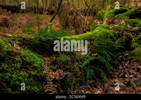 vecchio albero morto con muschio e felce coperto Foto Stock