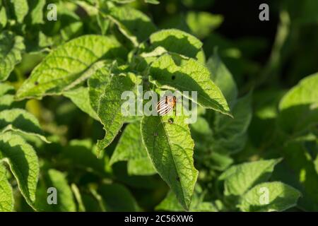 Colorado potato Beetle mangia foglie di patate, Potato Pest.blurry background.Close up.Copy spase.Macro Foto Stock