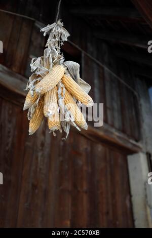 Germania, Amburgo, Altes Land, impressioni, Foto Stock