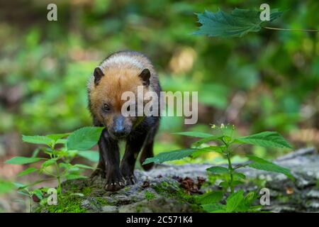 Bush Dog - Speothos venaticus, piccolo cane selvatico timido dalle foreste sudamericane, Ecuador. Foto Stock