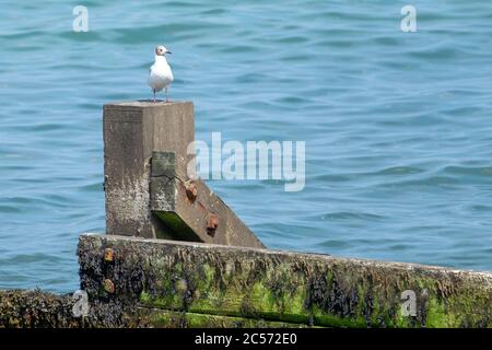 Primo piano di un gabbiano in piedi sulla pietra con il mare sullo sfondo Foto Stock