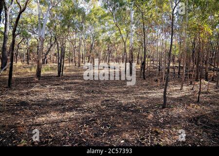 Un incendio controllato in un incendio australiano nei boschi intenzionalmente impostato per la gestione delle foreste Foto Stock