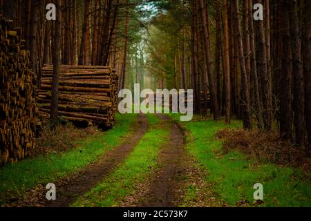 Strada forestale in primavera, con l'erba sopravfatta, sul bordo del sentiero con le pile di legno accatastate Foto Stock