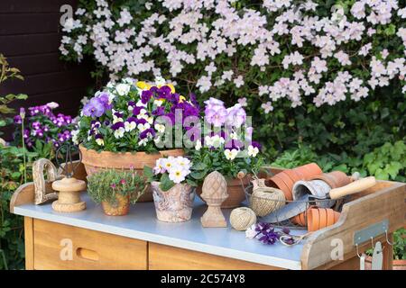 tavola delle piante con fiori viola di viola e clematis rosa montana nel giardino primaverile Foto Stock