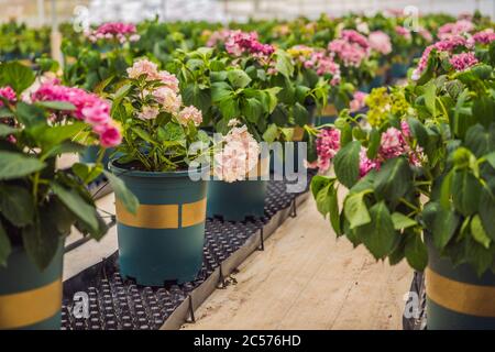 Casa piantagione con fiori colorati in una serra Foto Stock