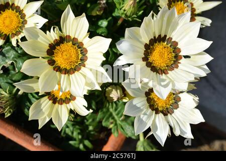 Gazania. Primo piano di fiori bianchi con centri gialli. Foto Stock