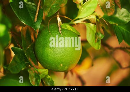 Grapefruit (Citrus x paradisi), frutti appendere su ramo di albero, Hawaii, Aloha state, Stati Uniti Foto Stock
