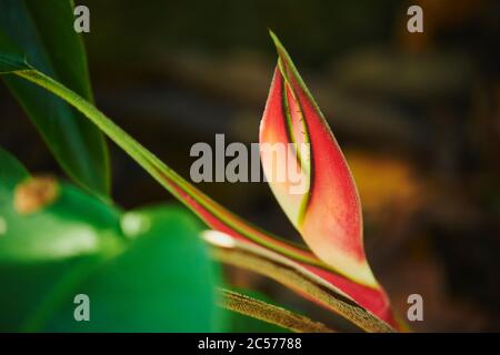 Heliconia (Heliconia rostrata), fioritura, Hawaii, Stato di Aloha, Stati Uniti Foto Stock