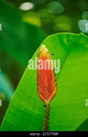 Blue tillandsia, Wallisia cyanea, Bloom, Blooming, Hawaii, Aloha state, Stati Uniti Foto Stock