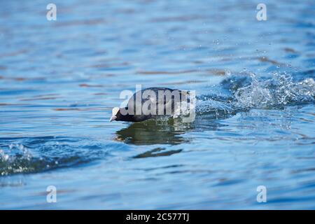 Il piede eurasiatico (Fulica atra) parte dall'acqua, dalla Franconia, dal Bayern, Germania Foto Stock