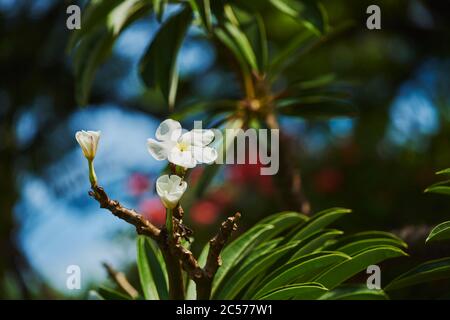 God Plant, Frangipani (Plumeria), Hawaii, Aloha state, Stati Uniti Foto Stock