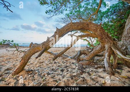 Spiaggia sabbiosa con alberi sulla costa di Kuilima (spiaggia per lo snorkeling), tartaruga baia, costa settentrionale, isola hawaiana di Oahu, Oahu, Hawaii, Aloha state, Stati Uniti Foto Stock