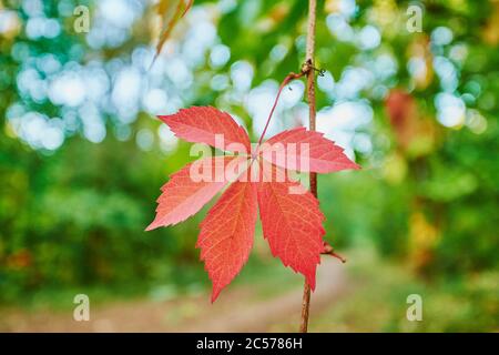 Vino ornamentale, vino, foglie di vite, appendere, coltivare, autunnale, Baviera, Germania Foto Stock