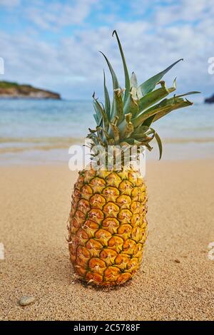 Ananas sulla spiaggia, Sunset Beach su Oahu, Costa Nord, Isola Hawaiiana di Oahu, Oahu, Hawaii, Aloha state, Stati Uniti Foto Stock