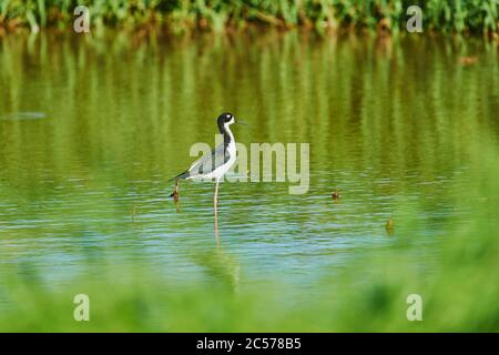 Stilt, Himantopus himantopus, adulto, camminare nel mare, Hawaii, Aloha state, Stati Uniti Foto Stock