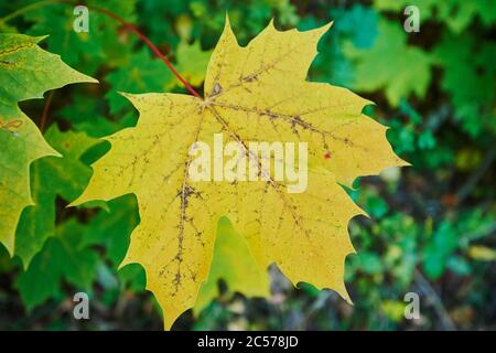 Acero norvegese, Acer platanoides, giallo, foglie, autunno, bieren, Germania Foto Stock