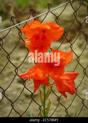 Colpo verticale di un gladiolo dalenii arancione con recinzione sfondo Foto Stock