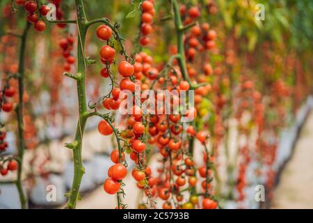 Fattoria di gustosi pomodori ciliegini rossi sui cespugli Foto Stock