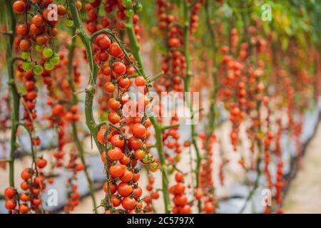 Fattoria di gustosi pomodori ciliegini rossi sui cespugli Foto Stock