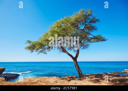 Acacia mock, locusta nera (pseudoacacia di Robinia), tronco di albero, Kahe Point Beach Park, Hawaii, Aloha state, Stati Uniti Foto Stock