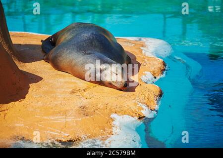 Leone marino della California, Zalophus californianus, riva, menzogna, Hawaii, Aloha state, Stati Uniti Foto Stock