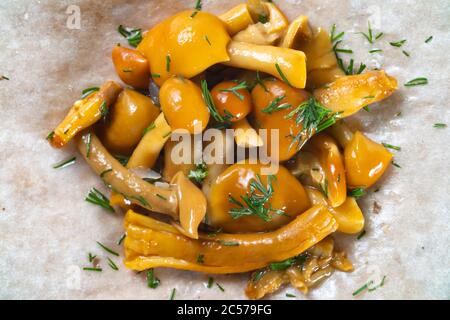 Foto di ripieno agarico di miele con aneto Foto Stock