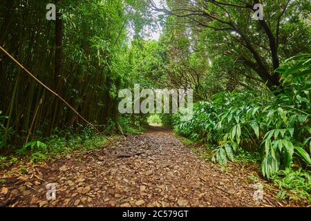 Sentiero escursionistico attraverso la foresta pluviale 'Lulumahu Trail' per le cascate di Lulumahu, l'isola hawaiana di Oahu, Oahu, Hawaii, Aloha state, Stati Uniti Foto Stock