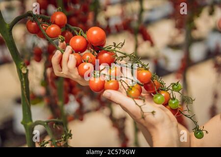 Donna e pomodori ciliegini rossi sui cespugli Foto Stock