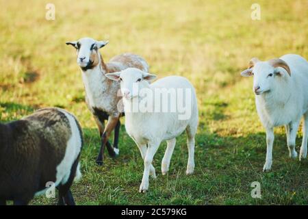 Camerun Sheep (Ovis aries) in piedi, guardando la macchina fotografica, testa-on, camminare, prato, Bayern, Germania Foto Stock