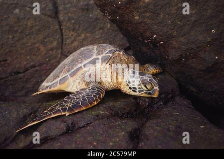 Tartaruga verde (Chelonia mydas) sulla Turtle Bay, Oahu Island, Oahu, Hawaii, Aloha state, USA Foto Stock