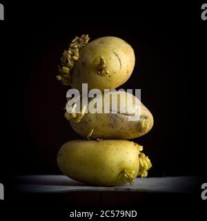 Germinazione delle patate su sfondo nero Foto Stock