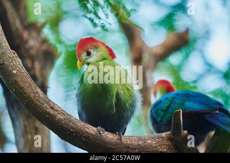 Turaco (Tauraco erylophus), albero, seduto lateralmente, Hawaii, Aloha state, Stati Uniti Foto Stock