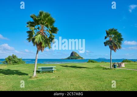Mexican Washington Palm (Washingtonia robusta), Kualoa Regional Park, Hawaii, Stati Uniti Foto Stock