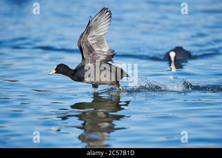 Il piede eurasiatico (Fulica atra) parte dall'acqua, dalla Franconia, dal Bayern, Germania Foto Stock