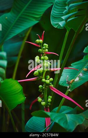 Heliconia (Heliconia rostrata), fioritura, Hawaii, Stato di Aloha, Stati Uniti Foto Stock