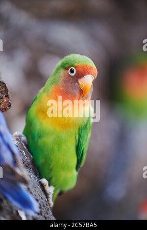 Peach-head (Agapornis fischeri), pappagallo, albero, laterale, seduta, Hawaii, Aloha state, Stati Uniti Foto Stock