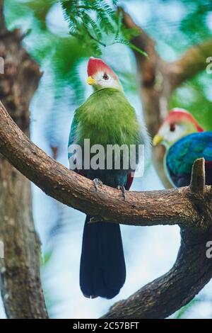 Turaco (Tauraco erylophus), albero, seduto lateralmente, Hawaii, Aloha state, Stati Uniti Foto Stock