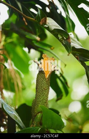 Deliziosa foglia di finestra (Monstera deliziosa), fioritura, fioritura, Hawaii, Aloha state, Stati Uniti Foto Stock