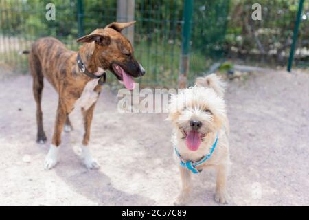 Primo piano di due cani diversi con linguette che si stagliano Foto Stock