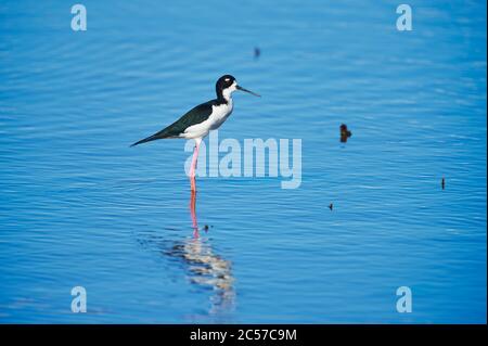 Stilt, Himantopus himantopus, adulto, camminare nel mare, Hawaii, Aloha state, Stati Uniti Foto Stock