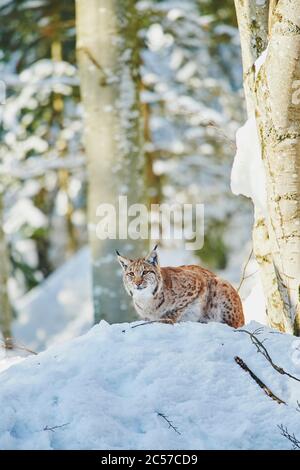 Lince europea (lince lince lince) in inverno, che si trova lateralmente, Bayernn Forest National Park, Bayern, Germania Foto Stock