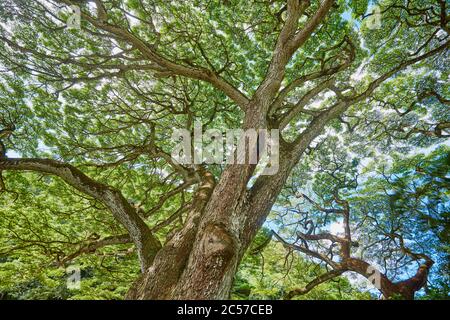 Acacia, carrube nere (pseudoacacia di Robinia), albero, tronco, rami, Hawaii, Aloha state, Stati Uniti Foto Stock