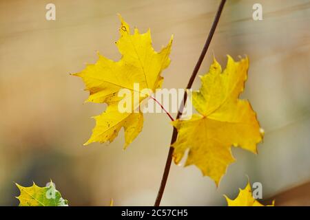 Acero norvegese, Acer platanoides, giallo, foglie, autunno, bieren, Germania Foto Stock