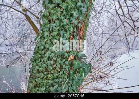 Ivy (Hedera Helix) su un tronco d'albero, inverno, Ratisbona, Baviera, Germania, Europa Foto Stock