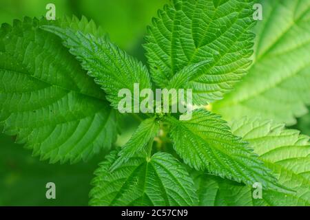 Primo piano di ortica in natura con sfondo sfocato. Una pianta verde. Foto Stock