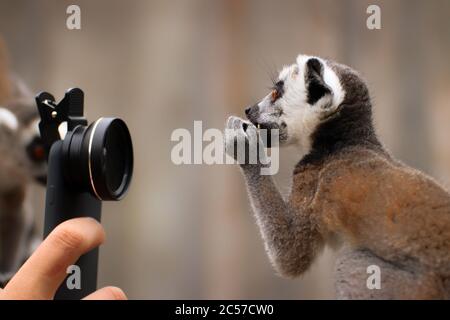 Lemure con coda ad anello con macchina fotografica. Foto dal mondo animale. Scimmia bambino divertente. Foto Stock