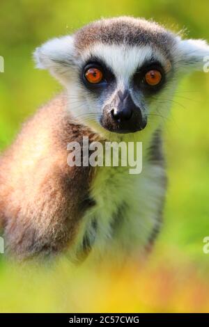 Ritratto di dettaglio lemure con coda ad anello per adulti con sfondo verde. Felice ritratto scimmia popolare. Proposta per pubblicità, negozio, negozio di animali domestici. Simbolo del Madagascar. Foto Stock